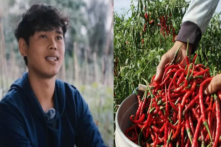 Pengusaha Muda 21 Tahun: Sukses Hasilkan Ratusan Juta dari Bertani Cabai
