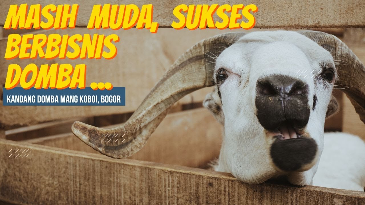 Sukses Usia Muda: Usia 22 Tahun, Pelihara 70 Ekor Domba Sambil Kuliah