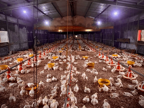 Pengusaha Gen Z Sukses Ternak Ayam Omzet Ratusan Miliar Per Bulan