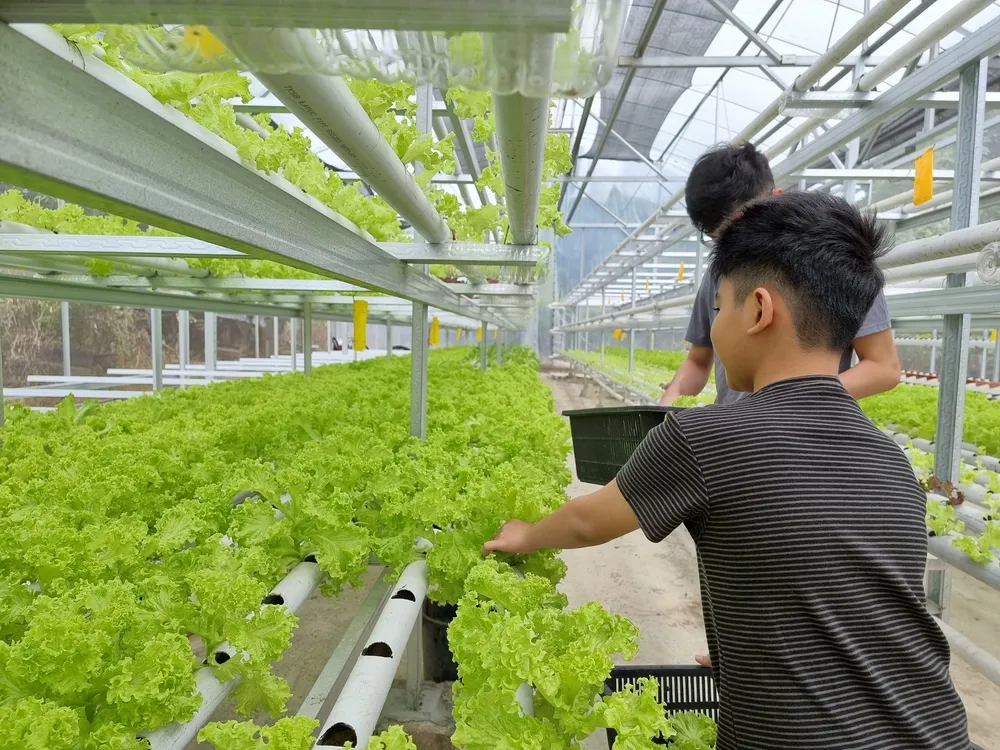 Sukses di Usia 23 Tahun Sebagai Petani Sayur, Sudah Hasilkan Ratusan Juta 3 image 3