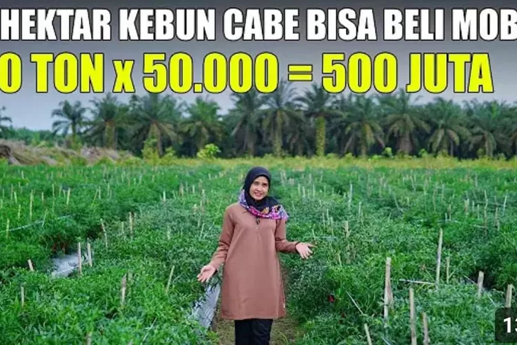 Pengusaha Sukses Luar Biasa: Menanam 1 Hektar Cabai untuk Membeli Mobil Pajero