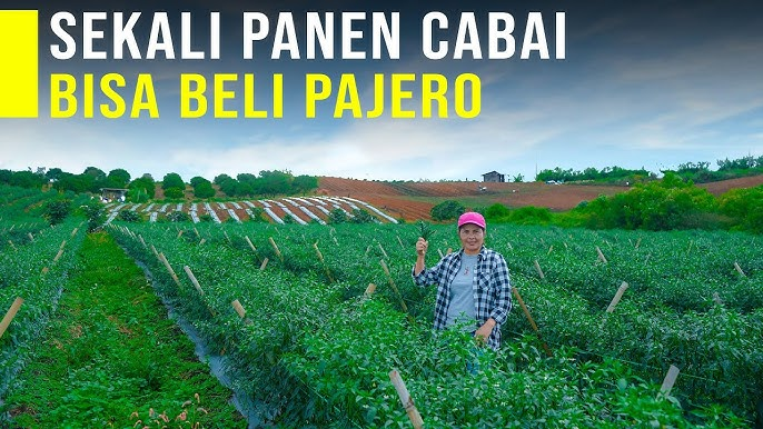 Pengusaha Sukses Luar Biasa: Menanam 1 Hektar Cabai untuk Membeli Mobil Pajero 3 image 35