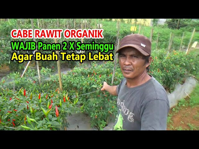 Pengusaha Sukses Luar Biasa: Menanam 1 Hektar Cabai untuk Membeli Mobil Pajero 4 image 37