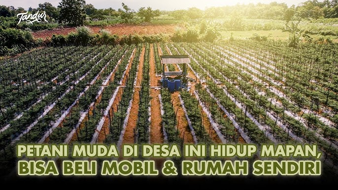 Pengusaha Sukses Luar Biasa: Menanam 1 Hektar Cabai untuk Membeli Mobil Pajero 5 image 39