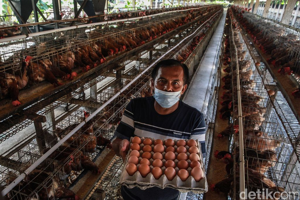 Pengusaha Sukses Muda: Tantangan Jadi Peternak Ayam Petelur Ala Milenial